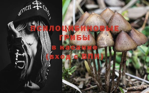шишки Абинск
